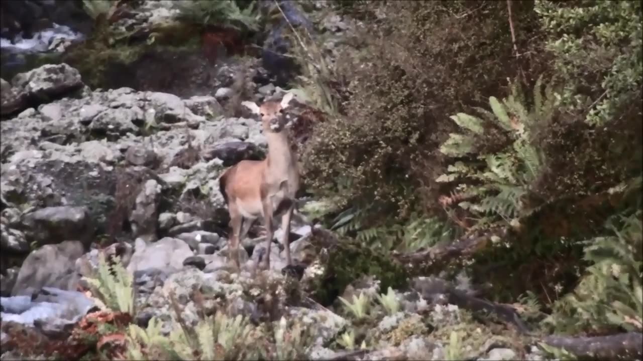 Amazing shot with the bow