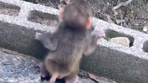 everyone please look at this small baby monkey 🐒🥰