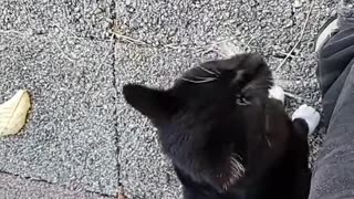 Cats can warp time and eliminate space
