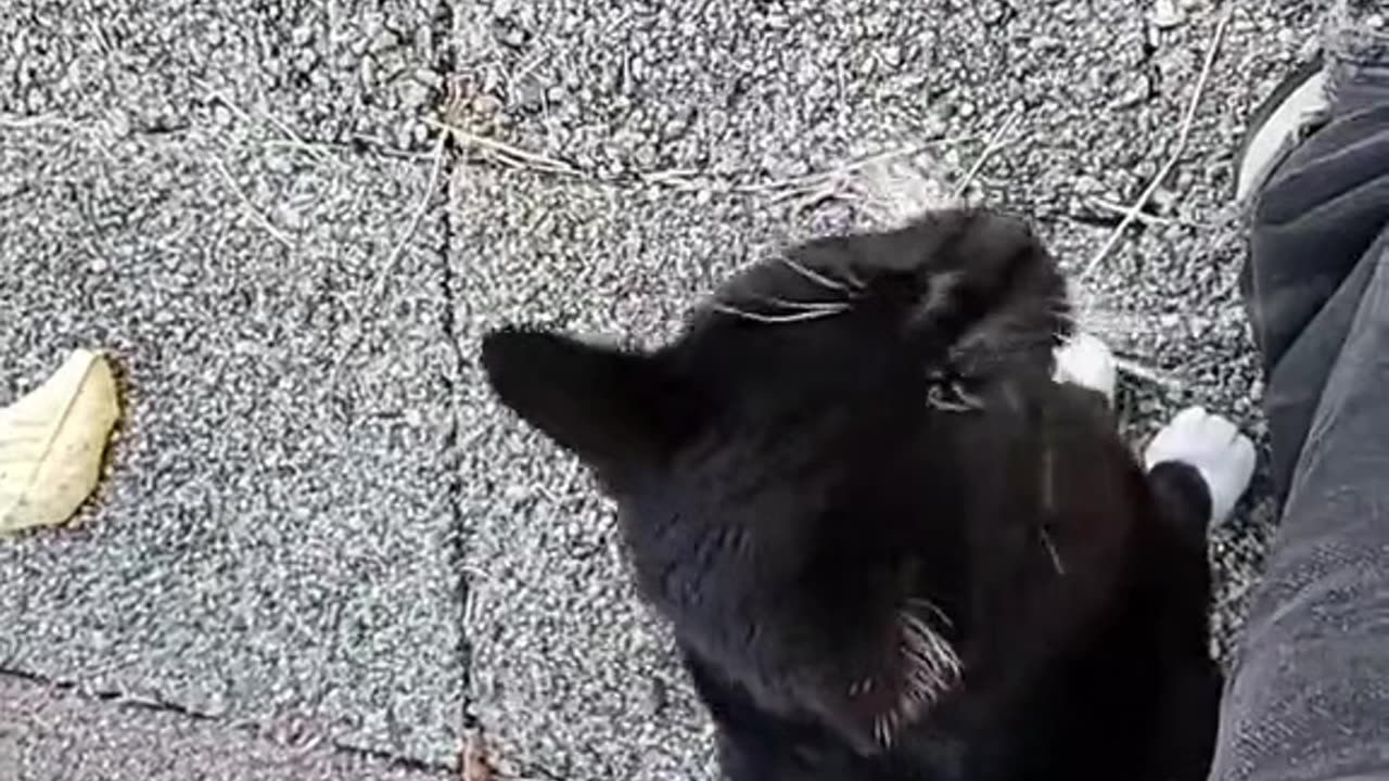 Cats can warp time and eliminate space