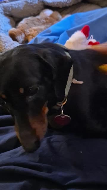 Dachshund Nuzzling for More Pets