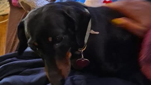 Dachshund Nuzzling for More Pets