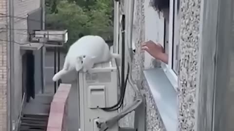 Funny Animals
