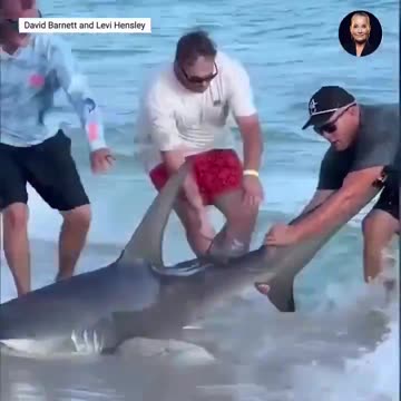 Nerves of stainless steel