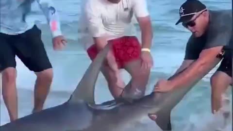 Nerves of stainless steel