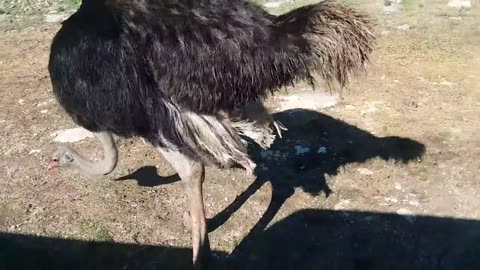 Funny ostrich| funny video