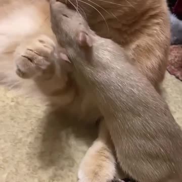 No kitty! It has Toxoplasma gondii!!!!