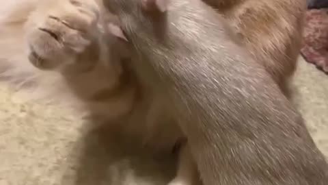 No kitty! It has Toxoplasma gondii!!!!