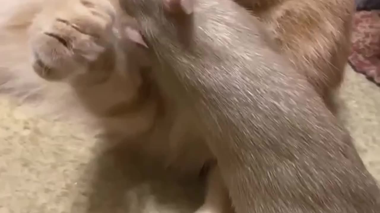 No kitty! It has Toxoplasma gondii!!!!