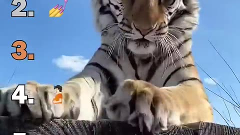 BIG CATS FUNNY MOMENTS