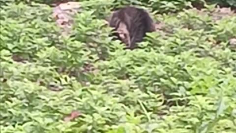 Cat video.