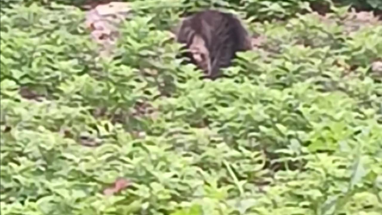 Cat video.