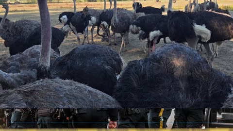 The Hill We Die On, The Edgewood Tragedy and the Global Agenda Unmasked