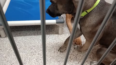 Creedence-light black 2y A882027 Vermillion-tan 4y A878821 kennel 183 PACC shelter bondin20251029706