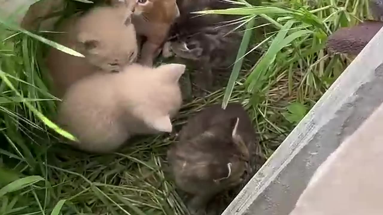 The cat allocation system does exist🤣🤣