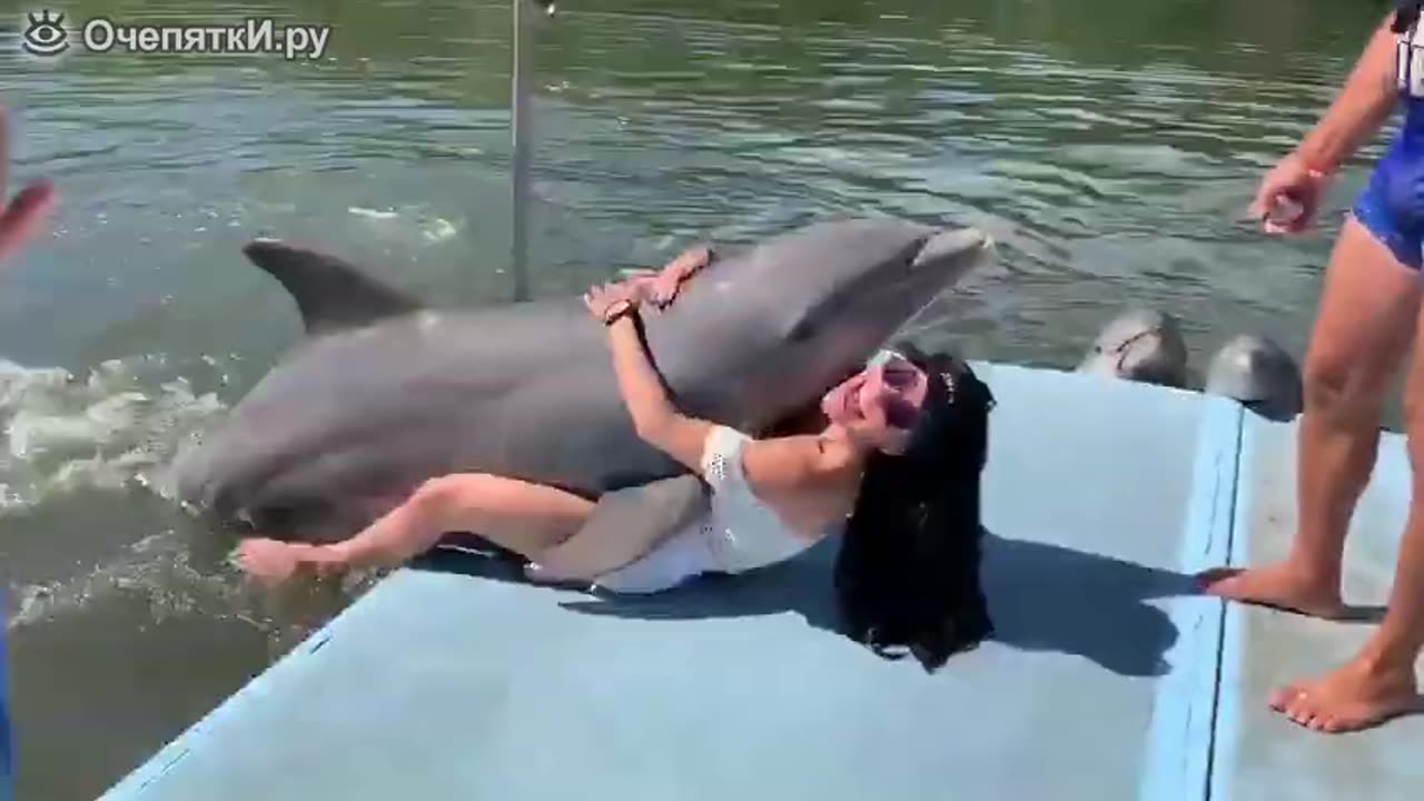 Dolphin lover
