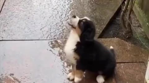 Puppy seeing rain for the first time.. 😊