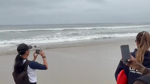 Sea Lions Returning Home 🌊🦭