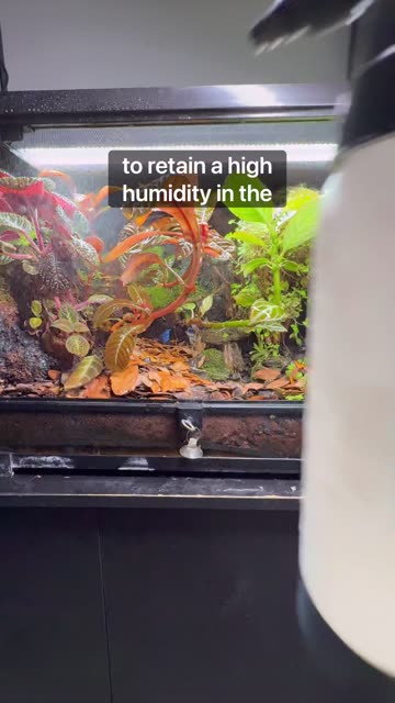Terrarium Maintenance