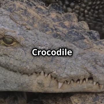 Crocodile vs Python_ Epic Showdown! 2025