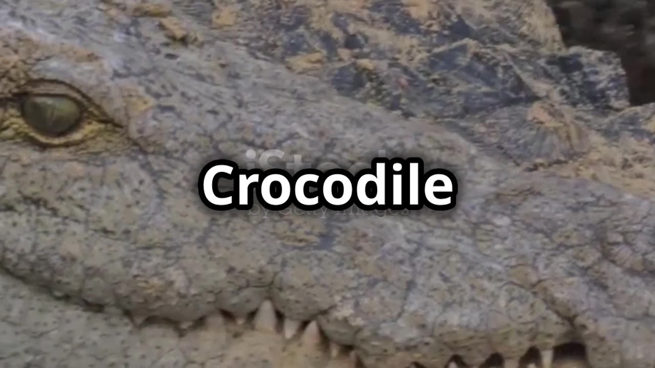 Crocodile vs Python_ Epic Showdown! 2025