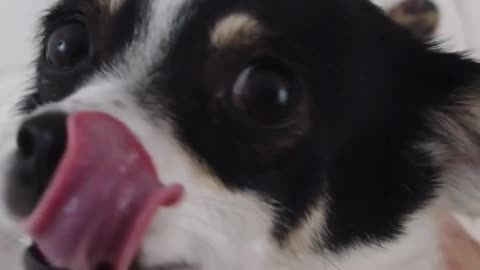 Pet Gets a New Home ❤️ Heartwarming Rescue Story