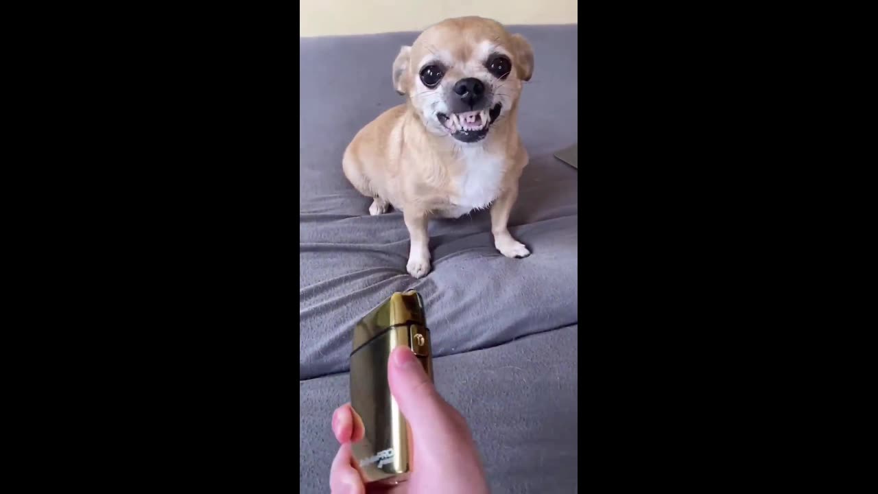 Dog funny video