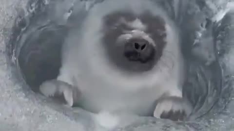 😮✨ Watch a Man Film a Deep Arctic Hole & Catch a Seal Surfacing! | FeedMyCuriosity