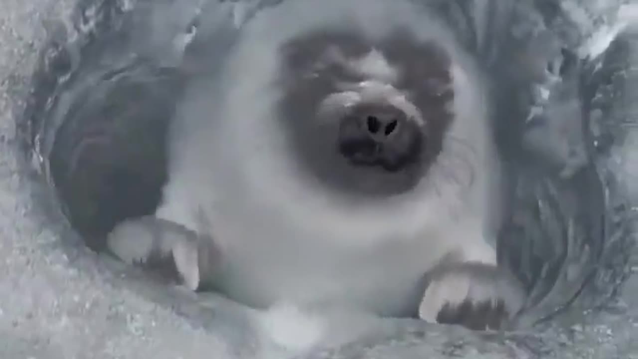 😮✨ Watch a Man Film a Deep Arctic Hole & Catch a Seal Surfacing! | FeedMyCuriosity