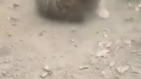Dogs 🐕 Vs cat fighting 😍🌺🌹