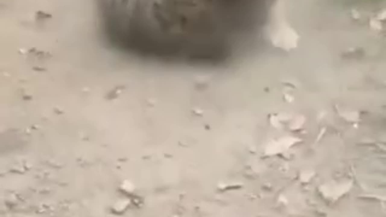 Dogs 🐕 Vs cat fighting 😍🌺🌹