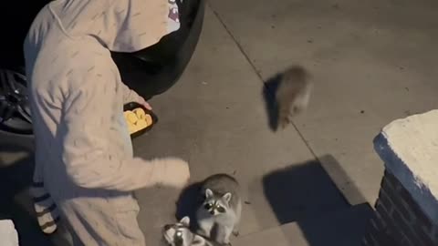 Raccoon Trick-or-Treat