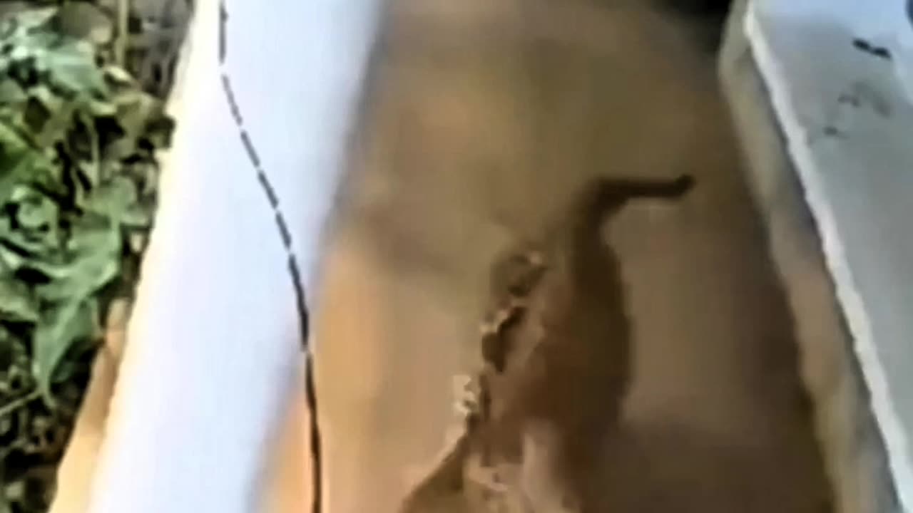 BIG CATS ENTER PEOPLE'S HOMES TO HUNT DOGS😱😱😱😱