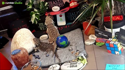 ⭕2025 Live Stream Day 10🔴 🍏Healthy4Life🐉 Mascots 🍎🐲 Meet Kobe & Health A Day In The Life Of Bearded Dragons🐲Day10🐉⭕Live🦎Stream🔴