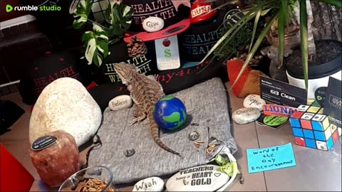 ⭕2025 Live Stream Day 10🔴 🍏Healthy4Life🐉 Mascots 🍎🐲 Meet Kobe & Health A Day In The Life Of Bearded Dragons🐲Day10🐉⭕Live🦎Stream🔴