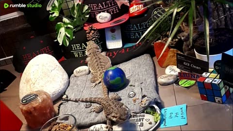 ⭕2025 Live Stream Day 10🔴 🍏Healthy4Life🐉 Mascots 🍎🐲 Meet Kobe & Health A Day In The Life Of Bearded Dragons🐲Day10🐉⭕Live🦎Stream🔴