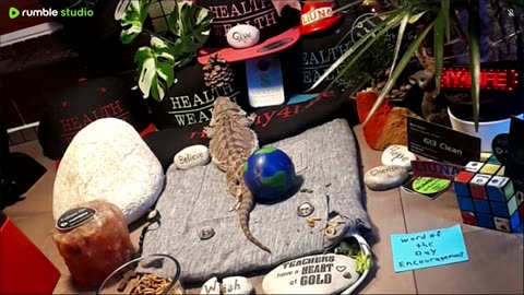 ⭕2025 Live Stream Day 10🔴 🍏Healthy4Life🐉 Mascots 🍎🐲 Meet Kobe & Health A Day In The Life Of Bearded Dragons🐲Day10🐉⭕Live🦎Stream🔴