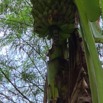 🍌 Expat in the Philippines | Bananas Ready for Harvest at the Farm 🇵🇭🌾