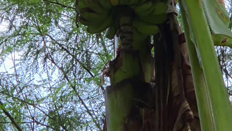 🍌 Expat in the Philippines | Bananas Ready for Harvest at the Farm 🇵🇭🌾