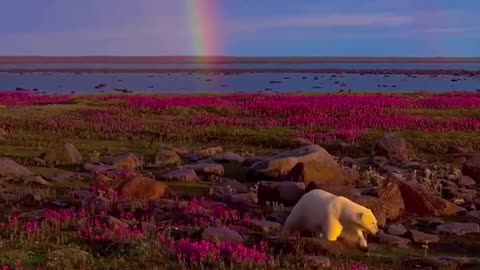 Polar bear enjoying the beautiful horizon
