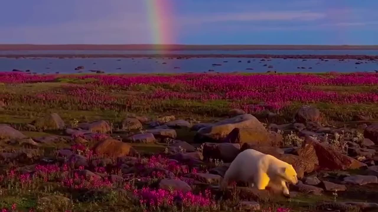 Polar bear enjoying the beautiful horizon