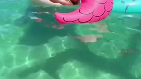 12-Foot Shark Swims RIGHT Under Girls on Floaties! 😱🐟 Miami Beach