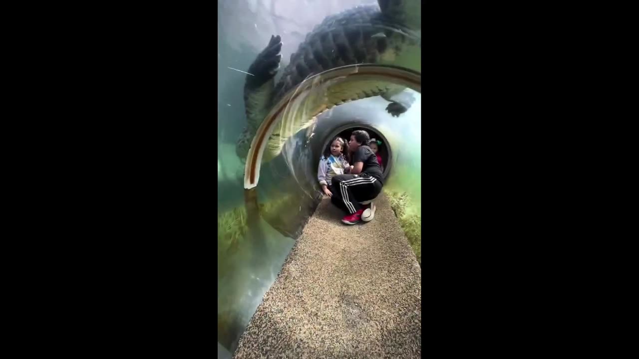 view of a crocodile through the glass tunnel at Miami Zoo’s ‘Mission Everglades.