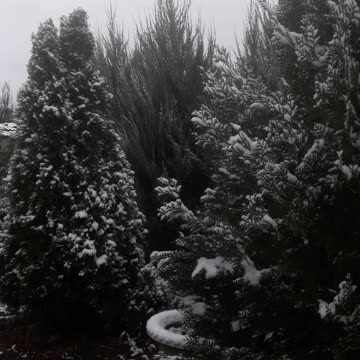 Cypresses in the snow