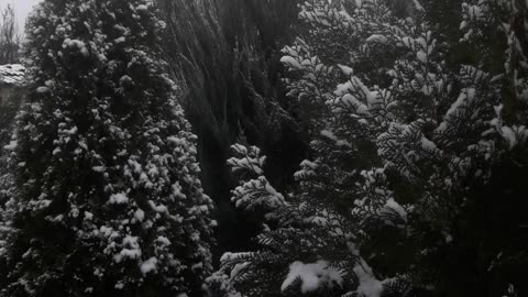 Cypresses in the snow