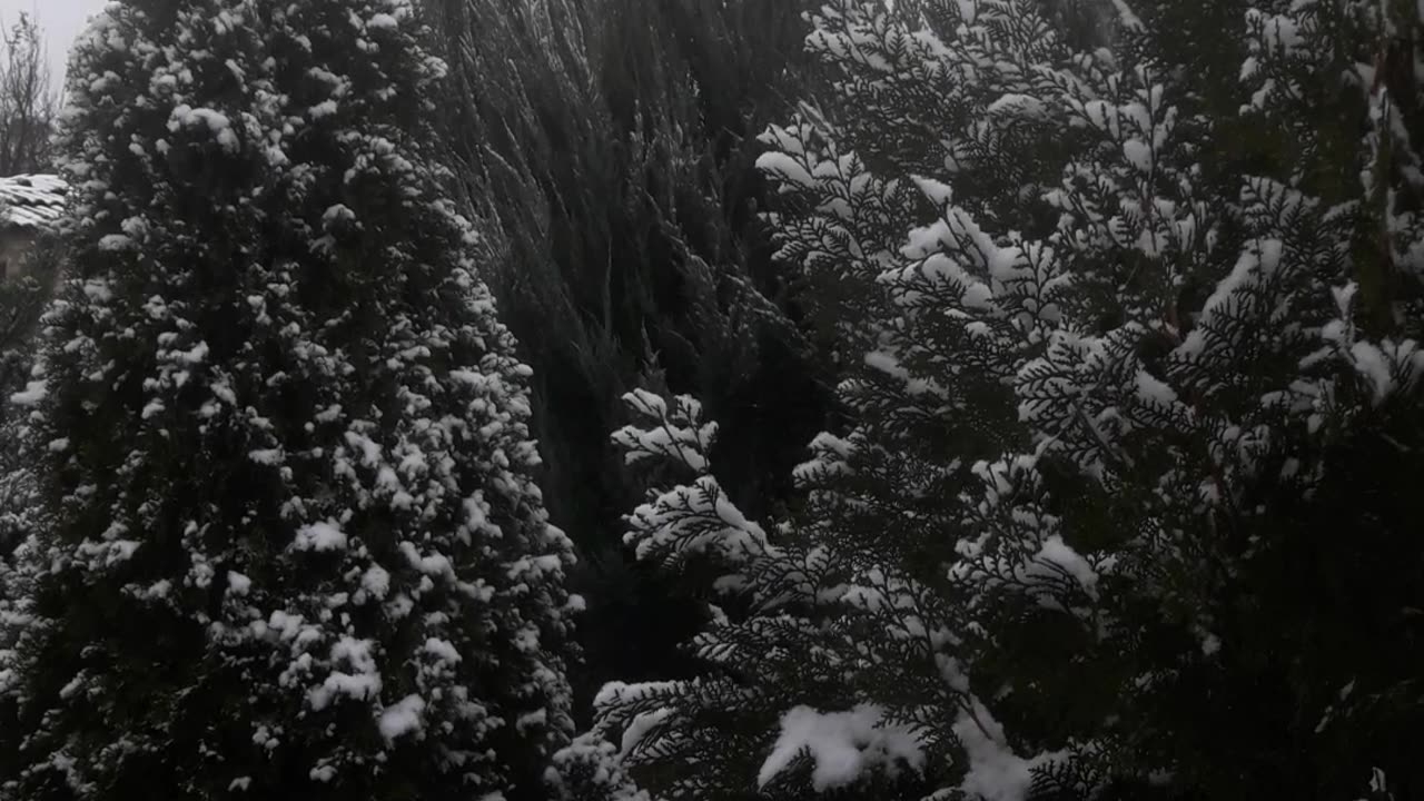 Cypresses in the snow