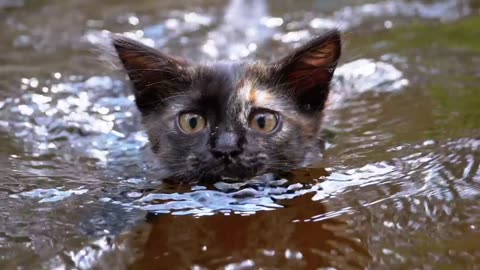 Wild cat Swimming