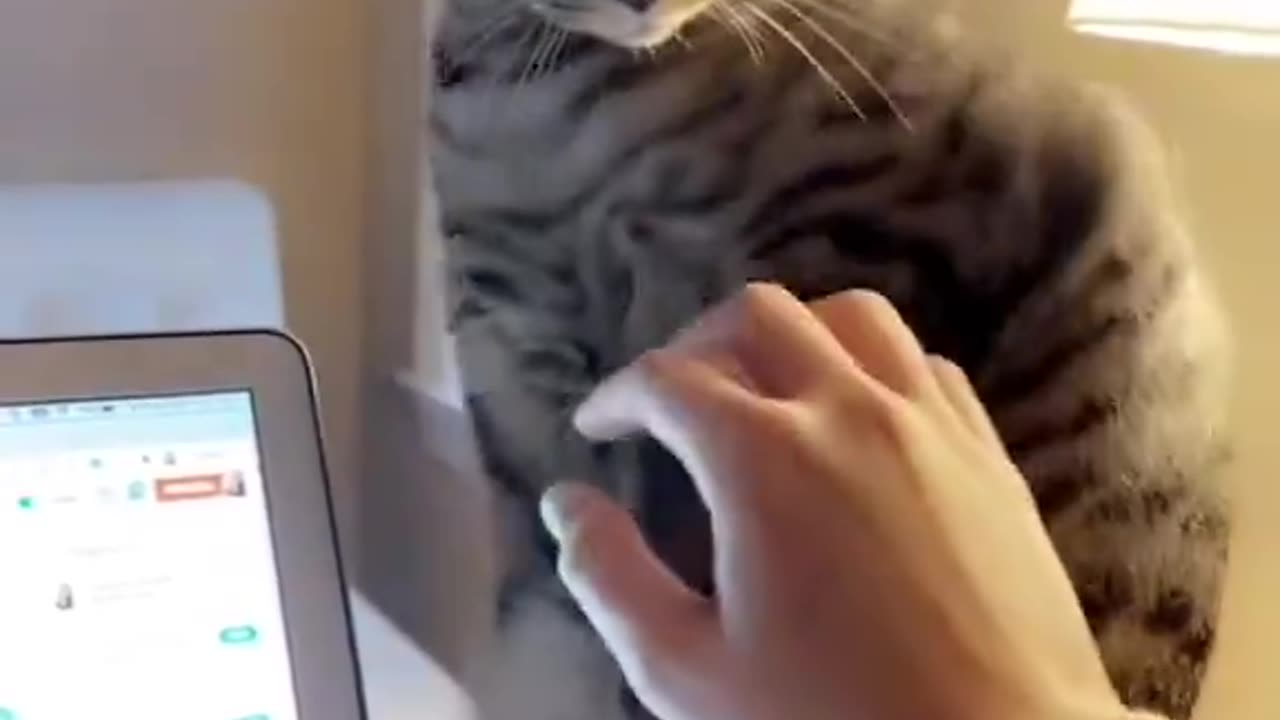 He said “Get back to work, my treats don’t pay for themselves”