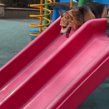 Corgi's Challenging Slide Adventure