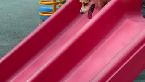 Corgi's Challenging Slide Adventure